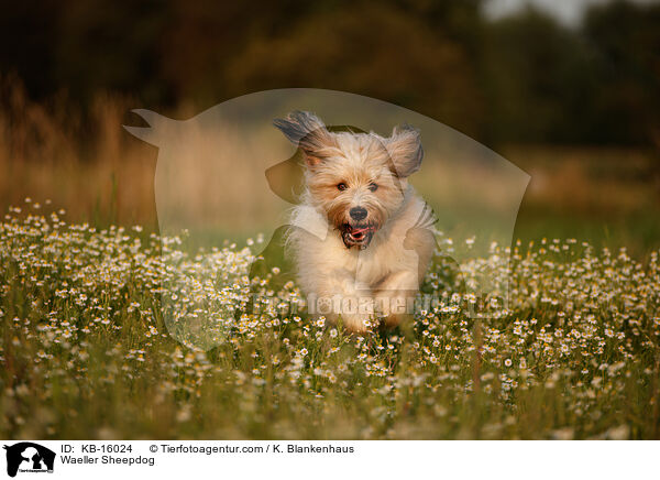 Waeller Sheepdog / KB-16024