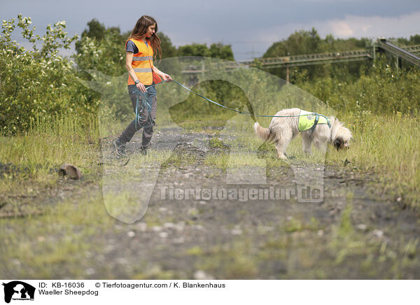 Wller / Waeller Sheepdog / KB-16036