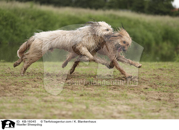 Waeller Sheepdog / KB-16045