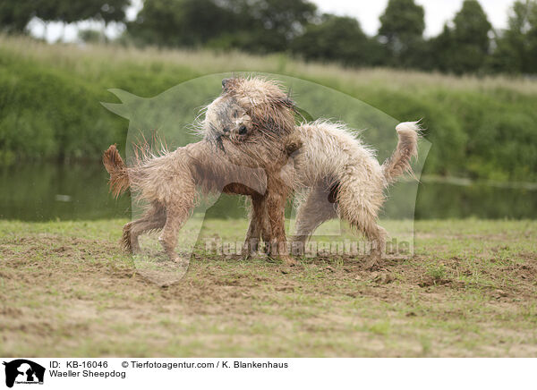 Waeller Sheepdog / KB-16046