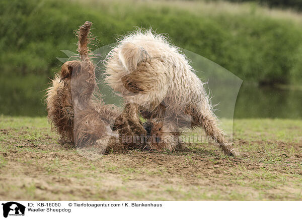 Waeller Sheepdog / KB-16050