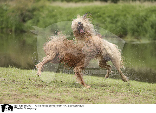 Waeller Sheepdog / KB-16059