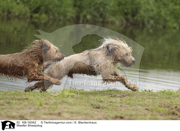 Waeller Sheepdog / KB-16062