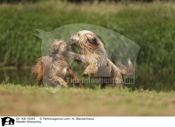 Waeller Sheepdog / KB-16065