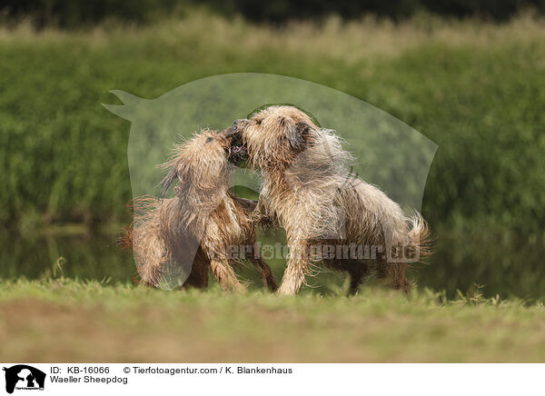 Waeller Sheepdog / KB-16066