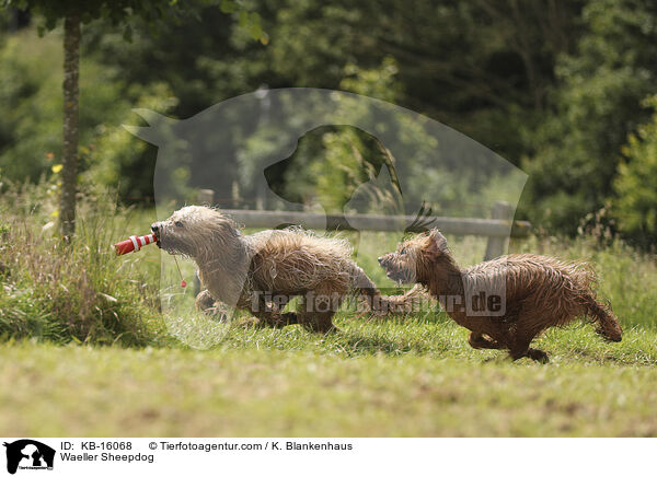 Waeller Sheepdog / KB-16068