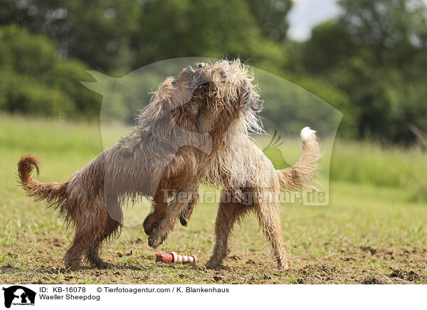 Waeller Sheepdog / KB-16078