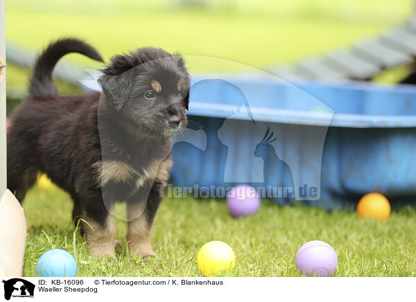 Waeller Sheepdog / KB-16096