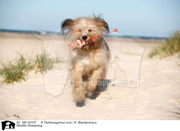 Waeller Sheepdog / KB-16107