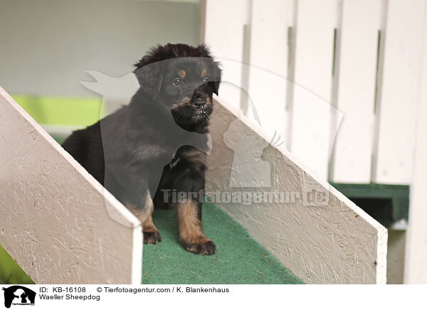 Waeller Sheepdog / KB-16108