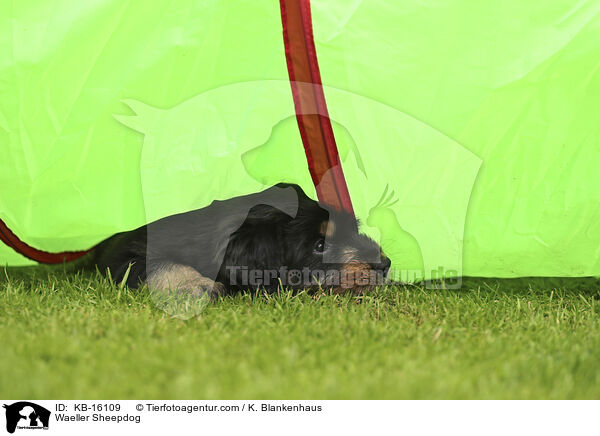 Waeller Sheepdog / KB-16109