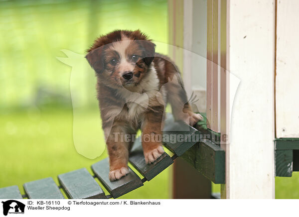 Waeller Sheepdog / KB-16110