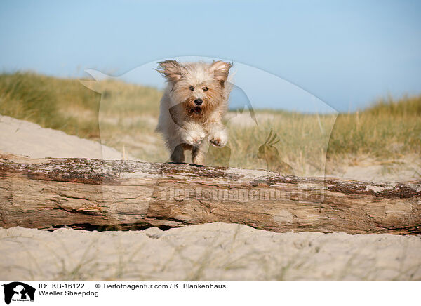 Waeller Sheepdog / KB-16122