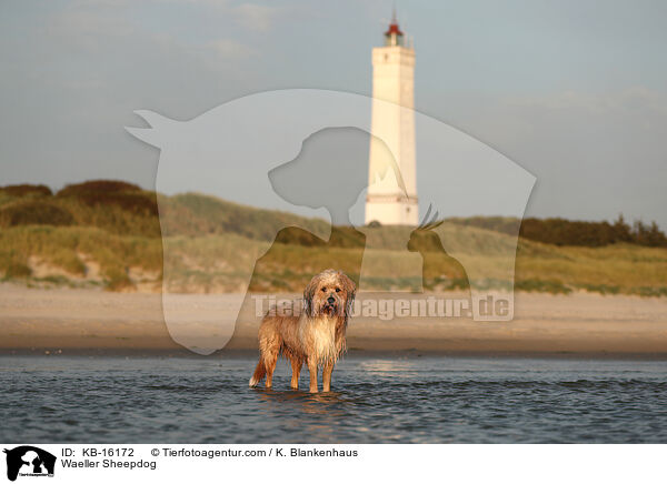 Waeller Sheepdog / KB-16172