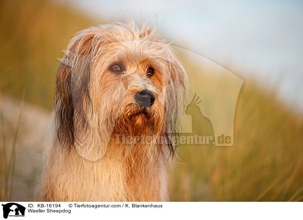 Wller / Waeller Sheepdog / KB-16194