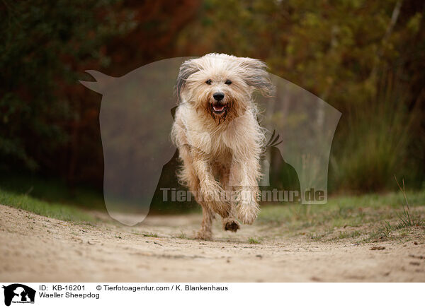 Waeller Sheepdog / KB-16201