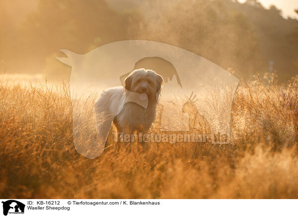 Waeller Sheepdog / KB-16212