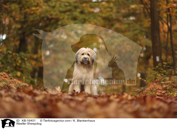 Waeller Sheepdog / KB-16401