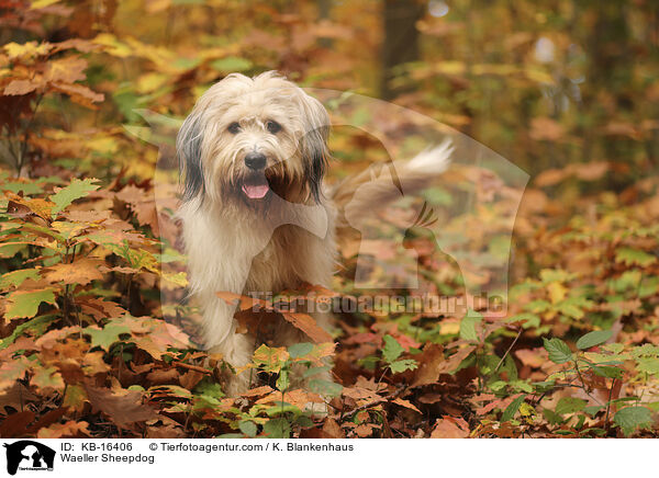 Waeller Sheepdog / KB-16406