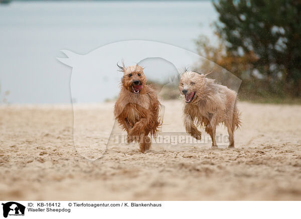 Wller / Waeller Sheepdog / KB-16412