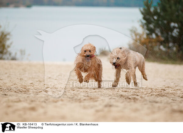 Wller / Waeller Sheepdog / KB-16413