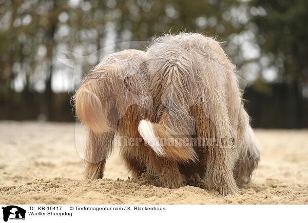 Waeller Sheepdog / KB-16417