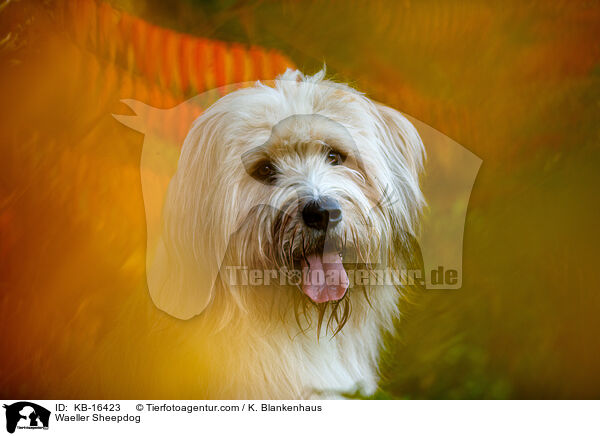 Waeller Sheepdog / KB-16423