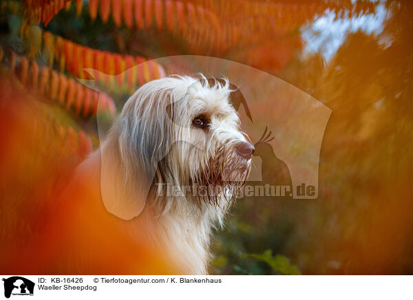 Waeller Sheepdog / KB-16426