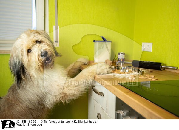 Waeller Sheepdog / KB-16655