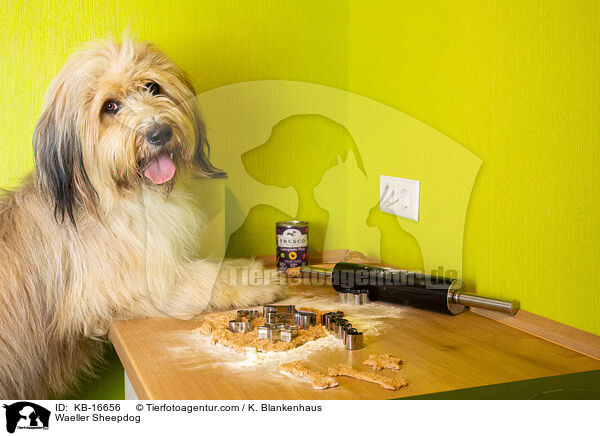 Waeller Sheepdog / KB-16656