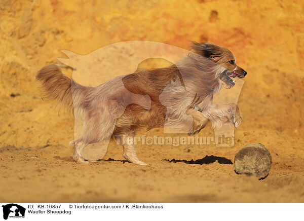 Wller / Waeller Sheepdog / KB-16857