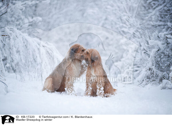 Waeller Sheepdog in winter / KB-17220