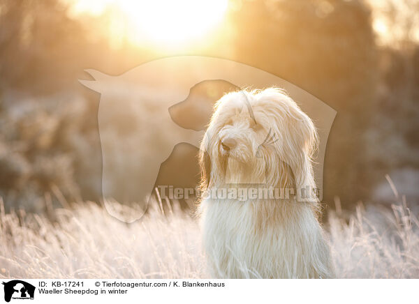 Wller im Winter / Waeller Sheepdog in winter / KB-17241