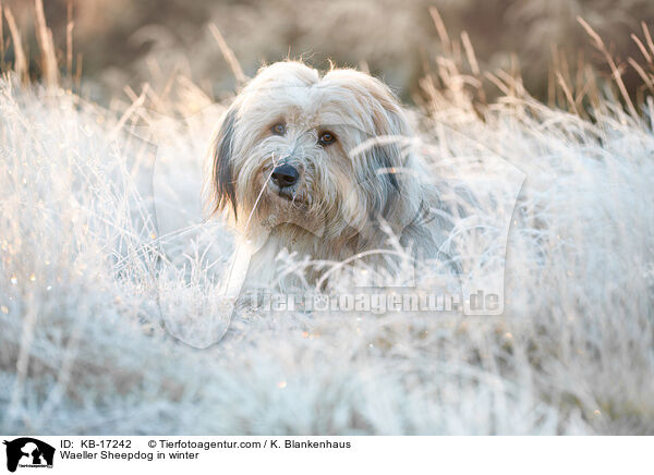 Wller im Winter / Waeller Sheepdog in winter / KB-17242