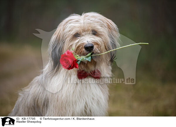 Wller / Waeller Sheepdog / KB-17795