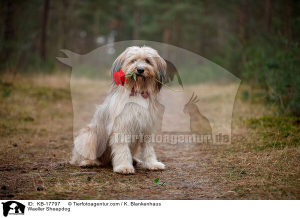 Wller / Waeller Sheepdog / KB-17797