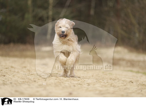 Waeller Sheepdog / KB-17806