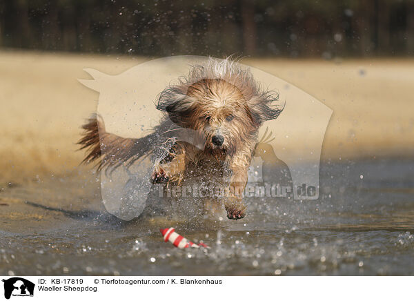 Waeller Sheepdog / KB-17819