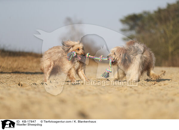 Wller / Waeller Sheepdog / KB-17847