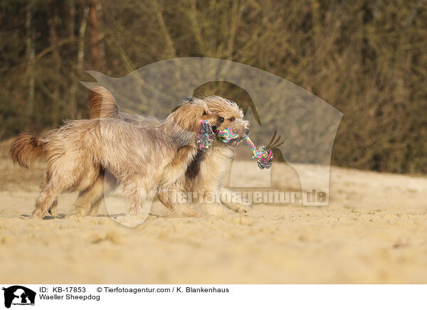 Wller / Waeller Sheepdog / KB-17853