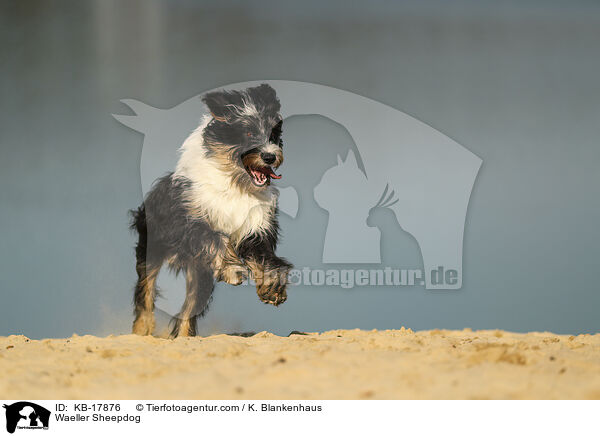 Wller / Waeller Sheepdog / KB-17876