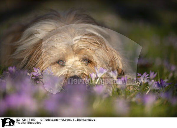 Wller / Waeller Sheepdog / KB-17880