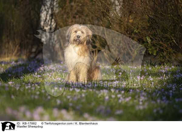 Wller / Waeller Sheepdog / KB-17882
