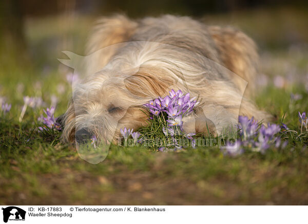 Wller / Waeller Sheepdog / KB-17883
