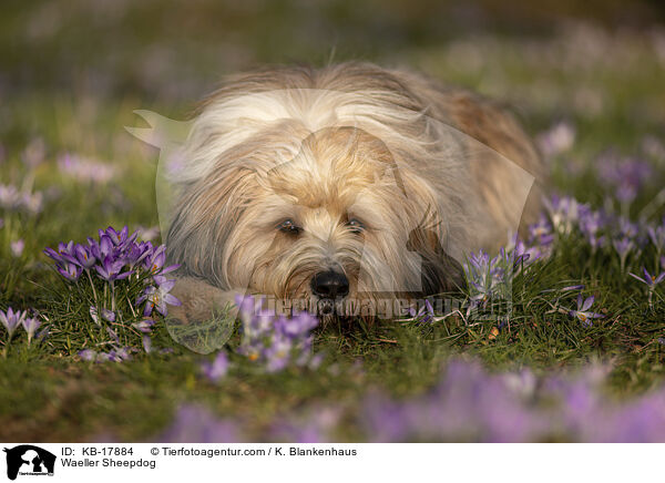 Wller / Waeller Sheepdog / KB-17884