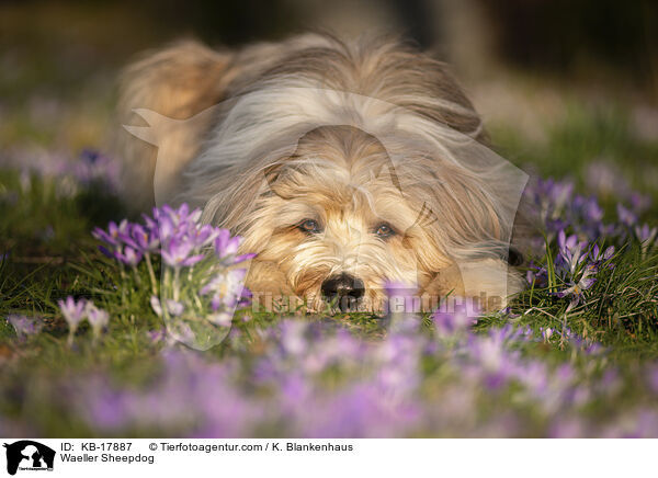 Wller / Waeller Sheepdog / KB-17887