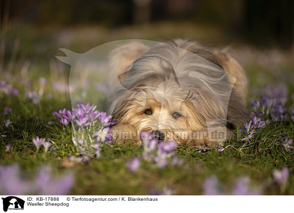 Wller / Waeller Sheepdog / KB-17888