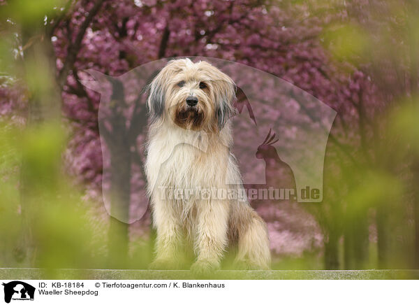 Wller / Waeller Sheepdog / KB-18184