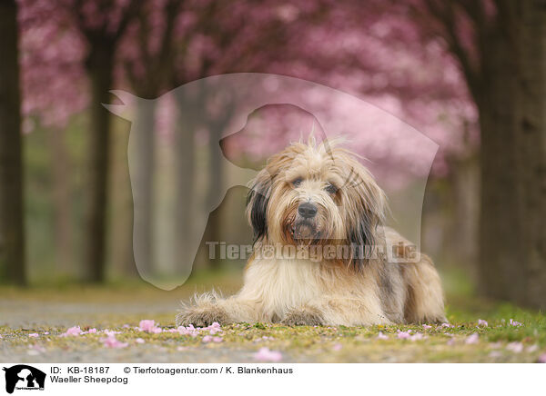 Wller / Waeller Sheepdog / KB-18187