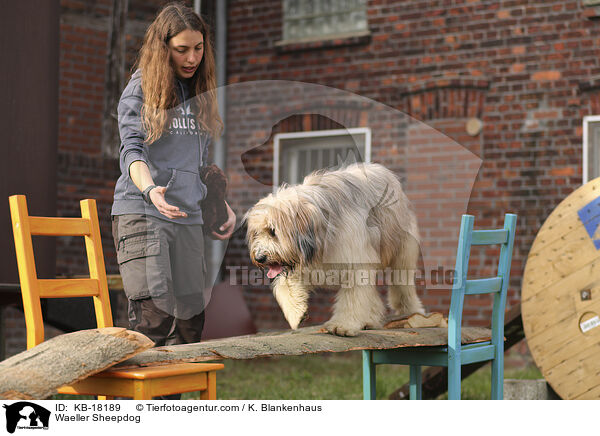 Wller / Waeller Sheepdog / KB-18189
